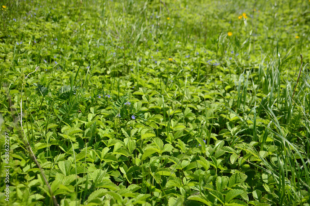 meadow with green bushes of wild strawberry, close-up meadow with green bushes of wild strawberry, close-up