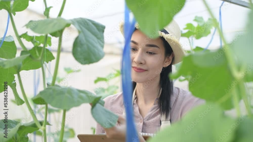 Agricultural concept of 4k Resolution. Asian woman taking notes to track the growth of melons in the garden. Agricultural concept of 4k Resolution. Asian woman taking notes to track the growth of melons in the garden.