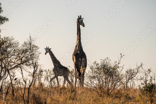 Photography Closeup of a couple of giraffes in a savanna on a sunny day