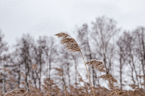 Winter lake landscape with frozen trees and reeds. Hoarfrost and snowy background. Plants covered with snow and ice. Frosty dried pampas grass and.dry fluffy reeds