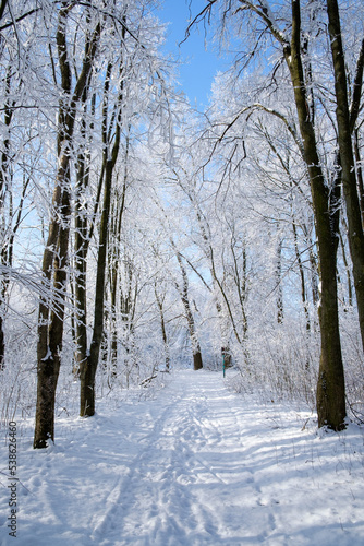 winter forest in the snow © Александр Арендарь