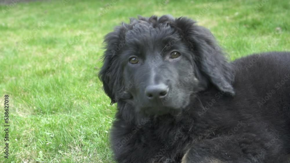Dog pet Hovawart puppy in black and tan color, german breed. Sits and look at camera Dog pet Hovawart puppy in black and tan color, german breed. Sits and look at camera
