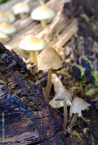 Autumn Fruiting Fungi