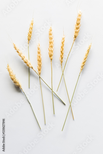 Above view of strands of wheat against a white background.