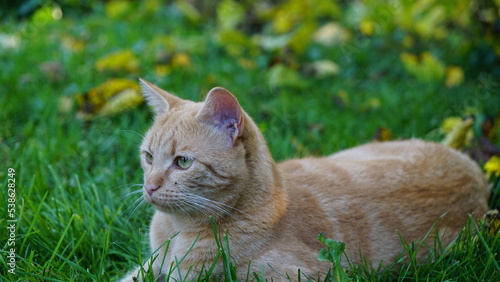 ginger cat in the grass