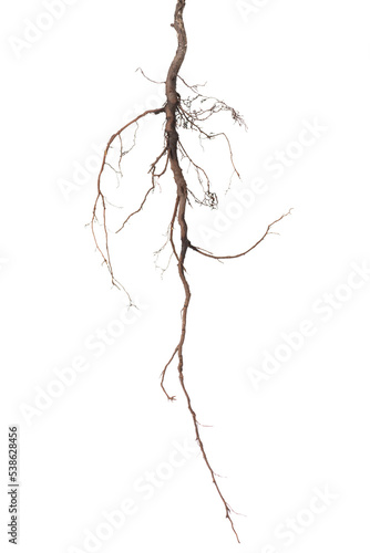 bird cherry tree roots is isolated on white background