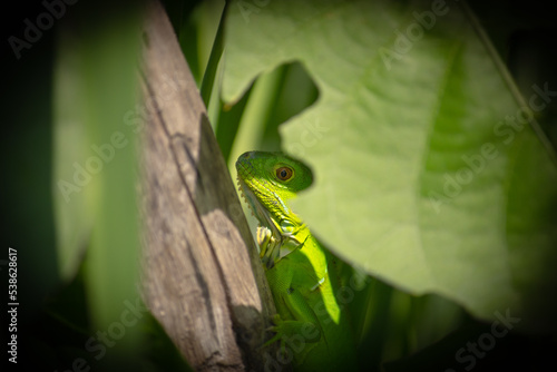 Iguana behing leaves