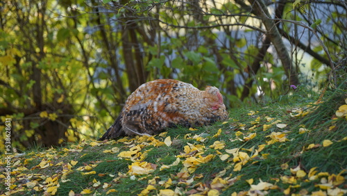 sleeping chicken