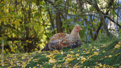 chicken in the grass