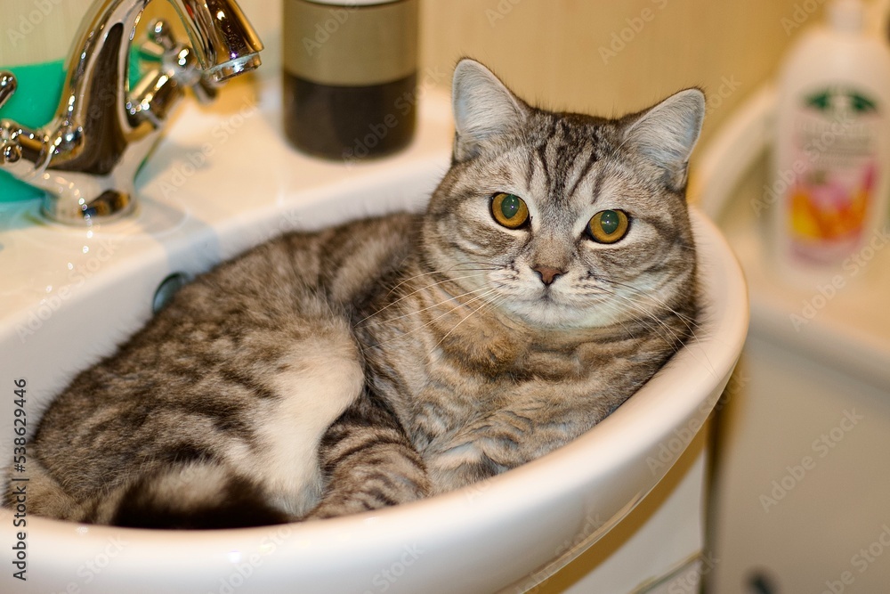 cat cat