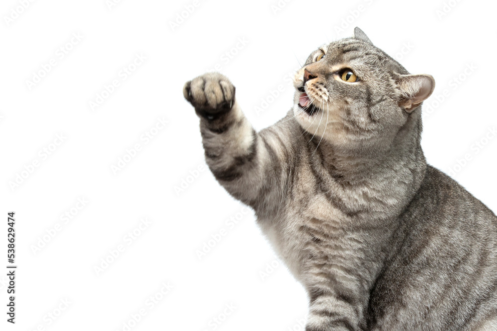 A Scottish cat isolated on a white background raises and pulls its paw