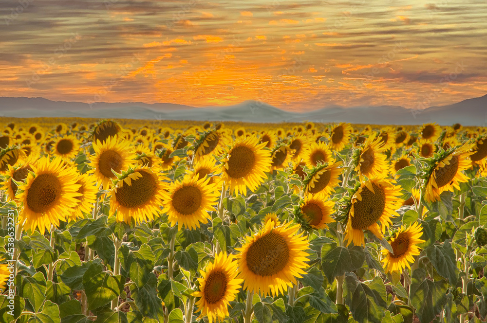 Obraz premium field of sunflowers