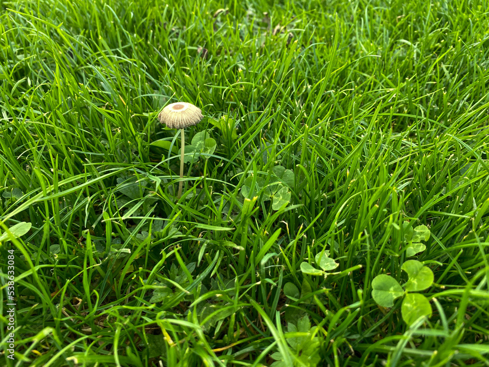 Pleated inkap. Parasola plicatilis amids green grass. Autumn wild mushroom. Pleated inkap. Parasola plicatilis amids green grass. Autumn wild mushroom.