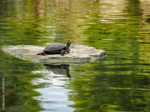 turtle on a stone in the lake