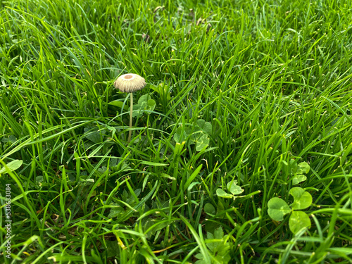 Pleated inkap. Parasola plicatilis amids green grass. Autumn wild mushroom. photo