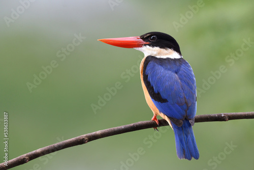 fascinated blue bird on curve wooden branch in elegance nature over fine blur green background, black-capped kingfisher