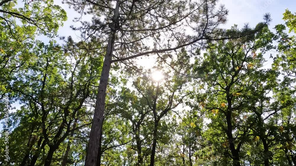 Sunlight shining through green trees branches in summer forest. Sunlight shining through green trees branches in summer forest.