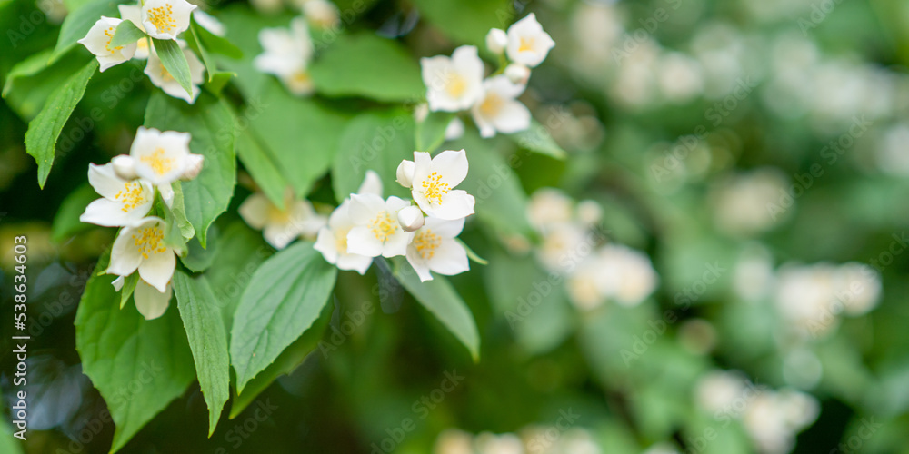 white flowers among greenery white flowers among greenery