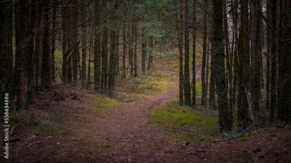 pine forest with green grass in the evening of a summer day