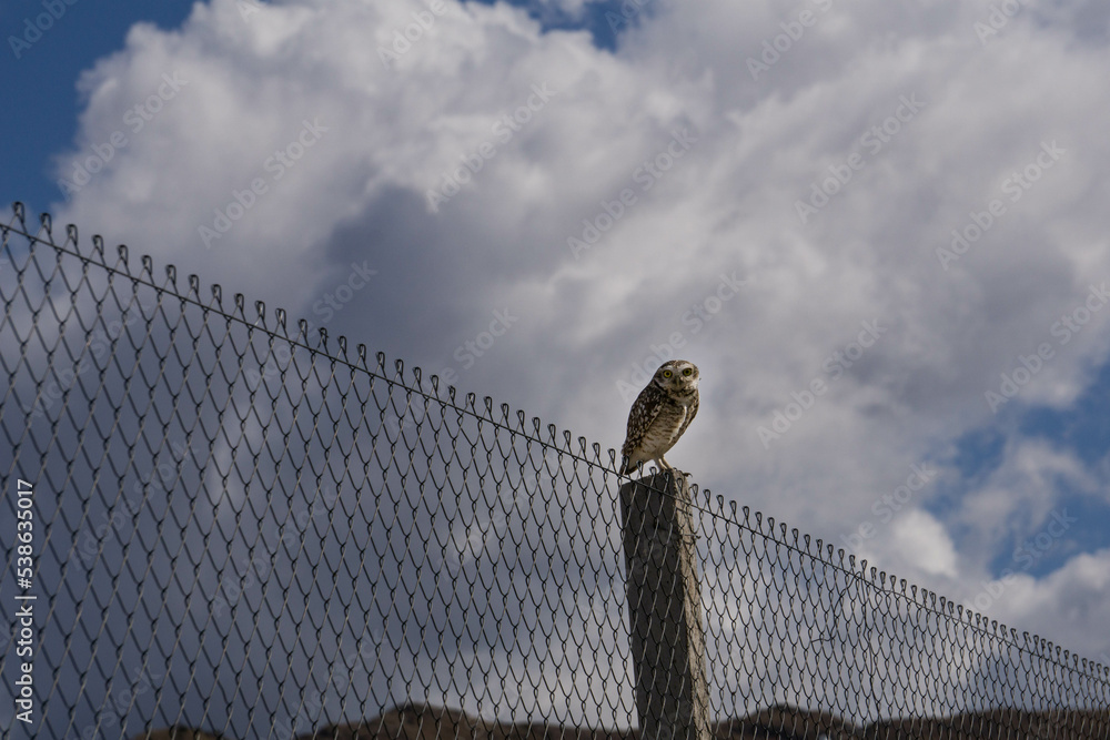 Obraz premium Aves libres en el jardín 