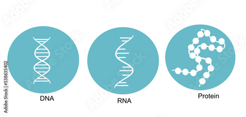 The molecular biology icon : DNA, RNA and protein that important molecule for carrying genetic material in living cells