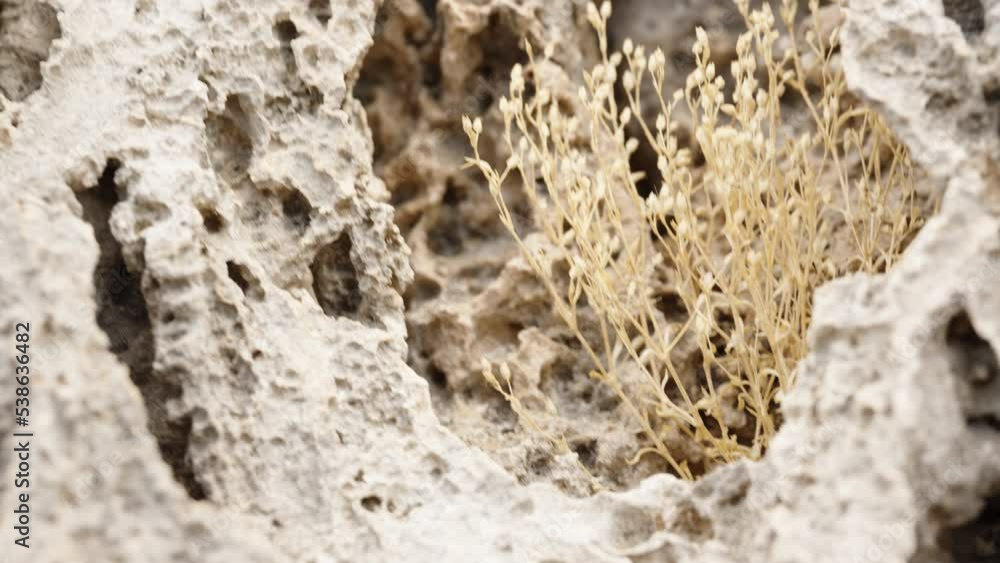 A dry plant grows in a gorge of rocks, close-up. A dry plant grows in a gorge of rocks, close-up.