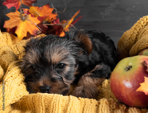 A Yorkshire Terrier puppy on an autumn background.