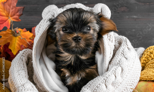 A Yorkshire Terrier puppy on an autumn background.