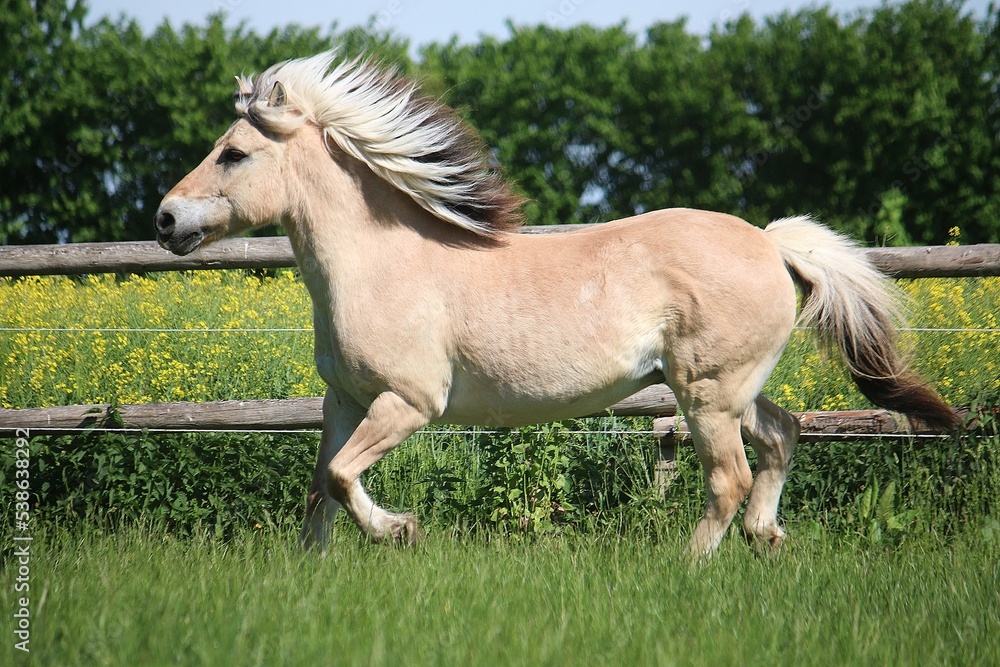 Fototapeta premium beautiful fjord horse is running on the paddock in the sunshine