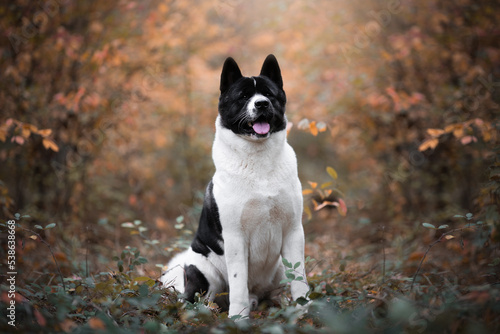 american akita dog posing in the autumn forest