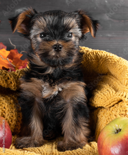 A Yorkshire Terrier puppy on an autumn background.