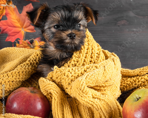 A Yorkshire Terrier puppy on an autumn background.