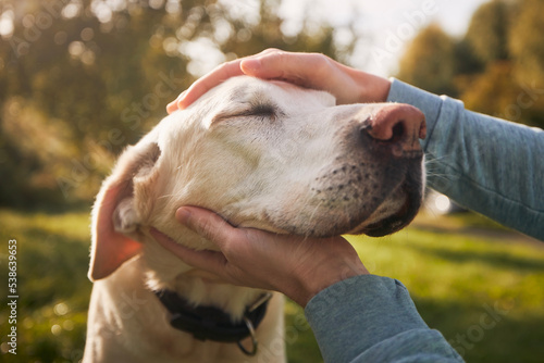 Man stroking his old dog. Loyal labrador retriever enjoying autumn sunny say with his owner..