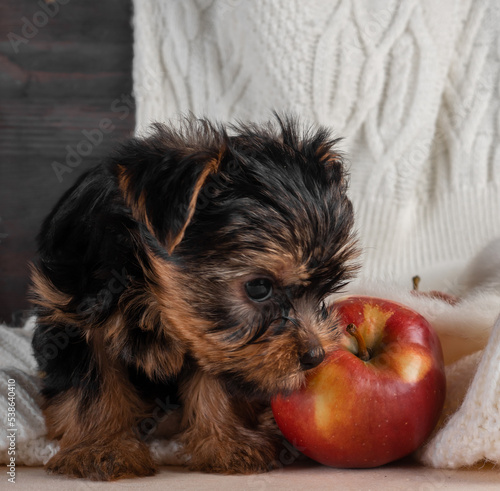 A Yorkshire Terrier puppy on an autumn background.