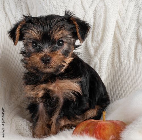 A Yorkshire Terrier puppy on an autumn background.