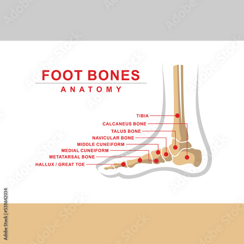 foot bones anatomy, foot bones vector