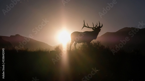 Elk and Mountain