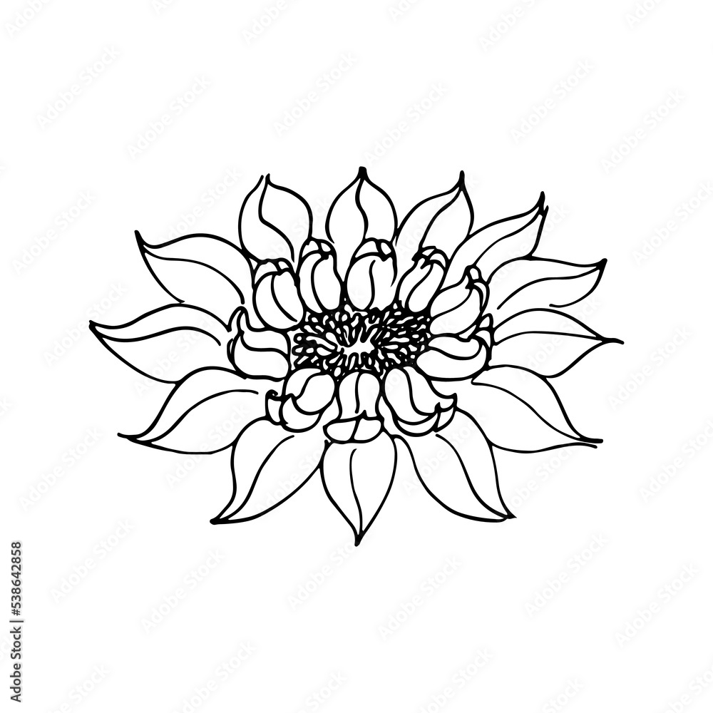 Sketch Floral decorative. Water lily flower drawings. Black line art isolated on white backgrounds. Hand Drawn Botanical Illustrations. Elements vector. Sketch Floral decorative. Water lily flower drawings. Black line art isolated on white backgrounds. Hand Drawn Botanical Illustrations. Elements vector.