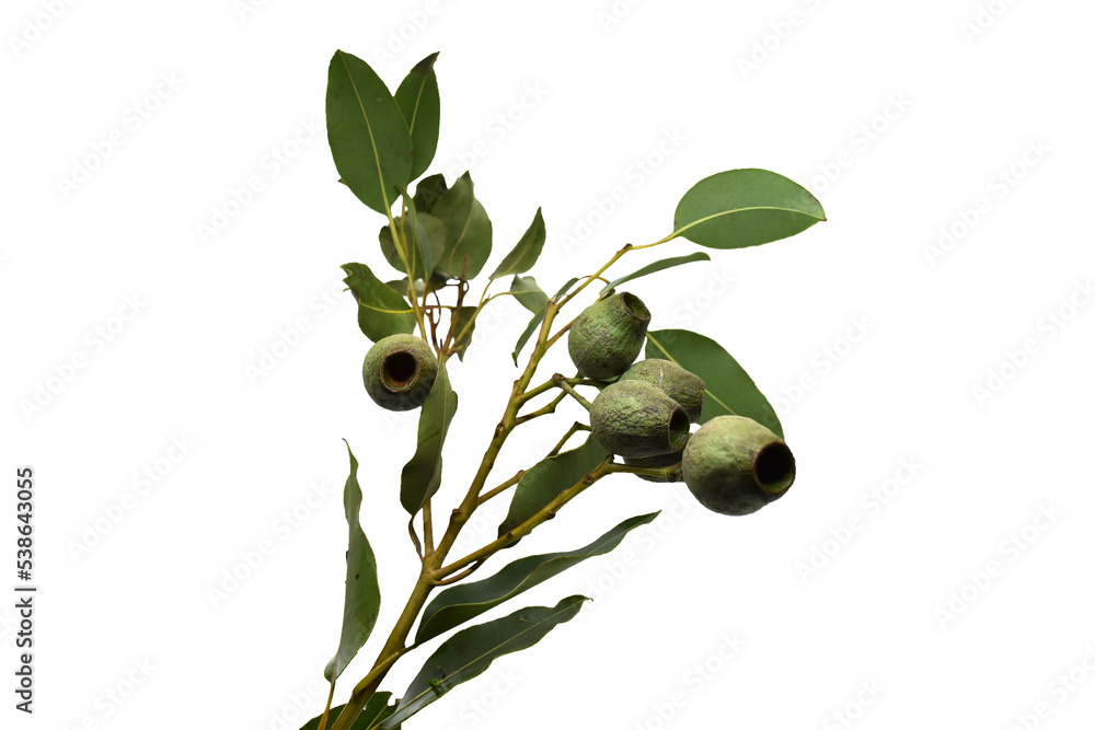 Fototapeta premium 乾燥したベルギーナッツの白バック写真