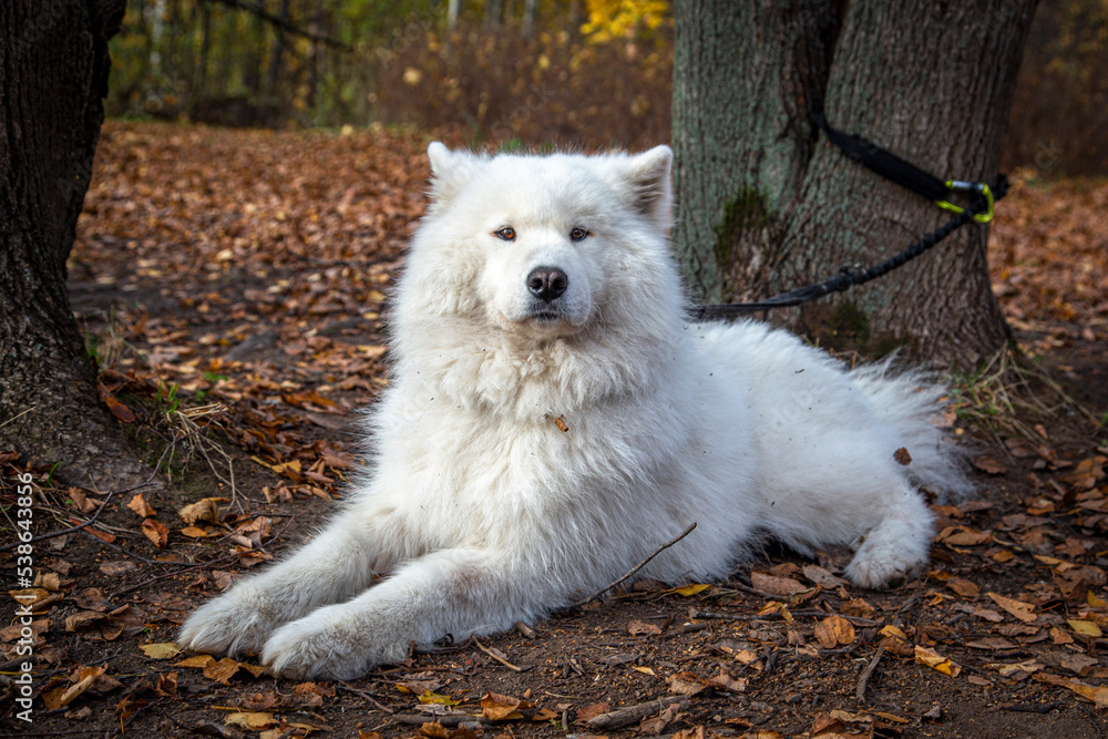 Samoyed dog in the forest in autumn Samoyed dog in the forest in autumn