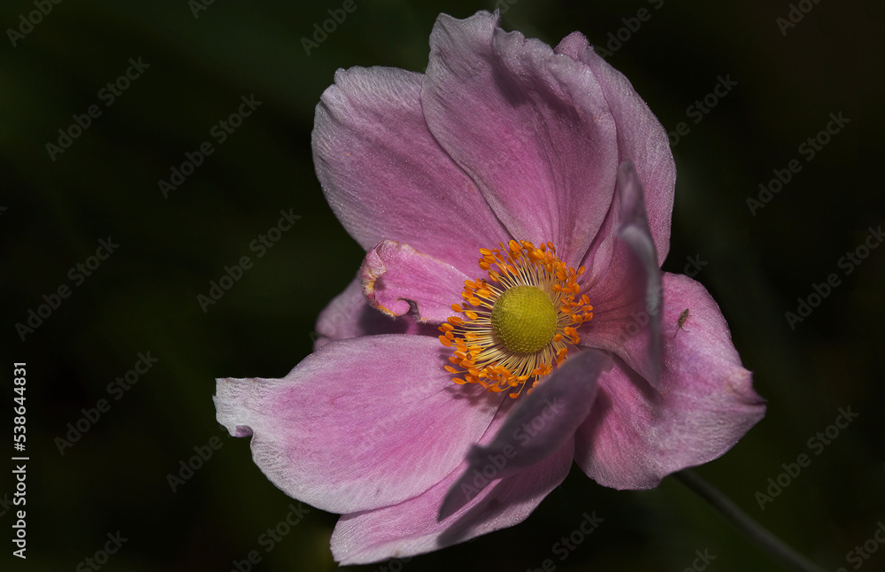 Pink Cosmos Pink Cosmos