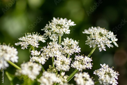 Closeup shot of blooming white poison hemlock flowers