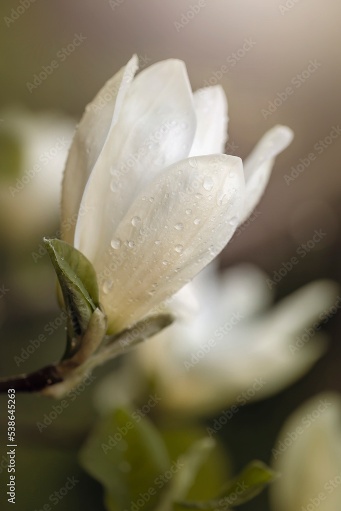 Sezon wiosenny w ogrodzie. Białe płatki kwiatu kwitnącej magnolii w wiosennym ogrodzie, z kroplami deszczu Sezon wiosenny w ogrodzie. Białe płatki kwiatu kwitnącej magnolii w wiosennym ogrodzie, z kroplami deszczu