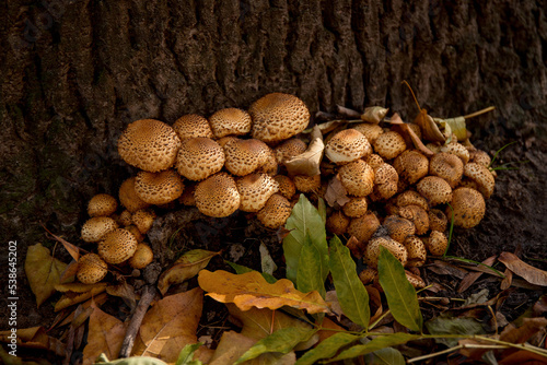 Mushrooms at the roots of a tree with autumn leaves.