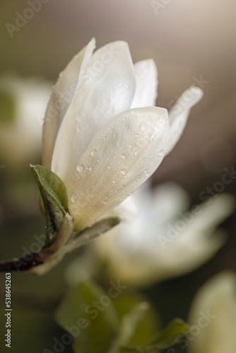 Sezon wiosenny w ogrodzie. Białe płatki kwiatu kwitnącej magnolii w wiosennym ogrodzie, z kroplami deszczu 