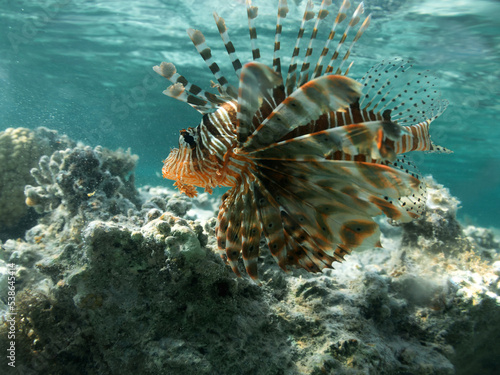 A dangerous lionfish swims at the bottom of the blue water of the Red Sea in Egypt