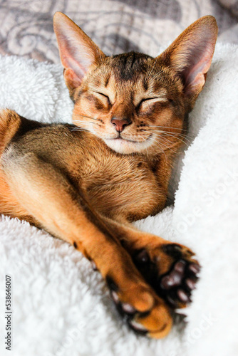 Portrait of sleeping Cute abyssinian kitten . Shorthair cat. A beautiful background for wallpaper, cover, postcard. Isolated, close up. Cats concept. Beautiful purebred short haired kitty. Copy space. © Ekaterina  Siubarova