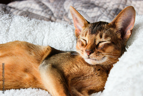 Portrait of sleeping Cute abyssinian kitten . Shorthair cat. A beautiful background for wallpaper, cover, postcard. Isolated, close up. Cats concept. Beautiful purebred short haired kitty. Copy space.