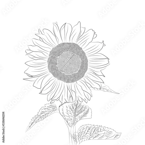 Sunflower hand drawing with leaf and white background