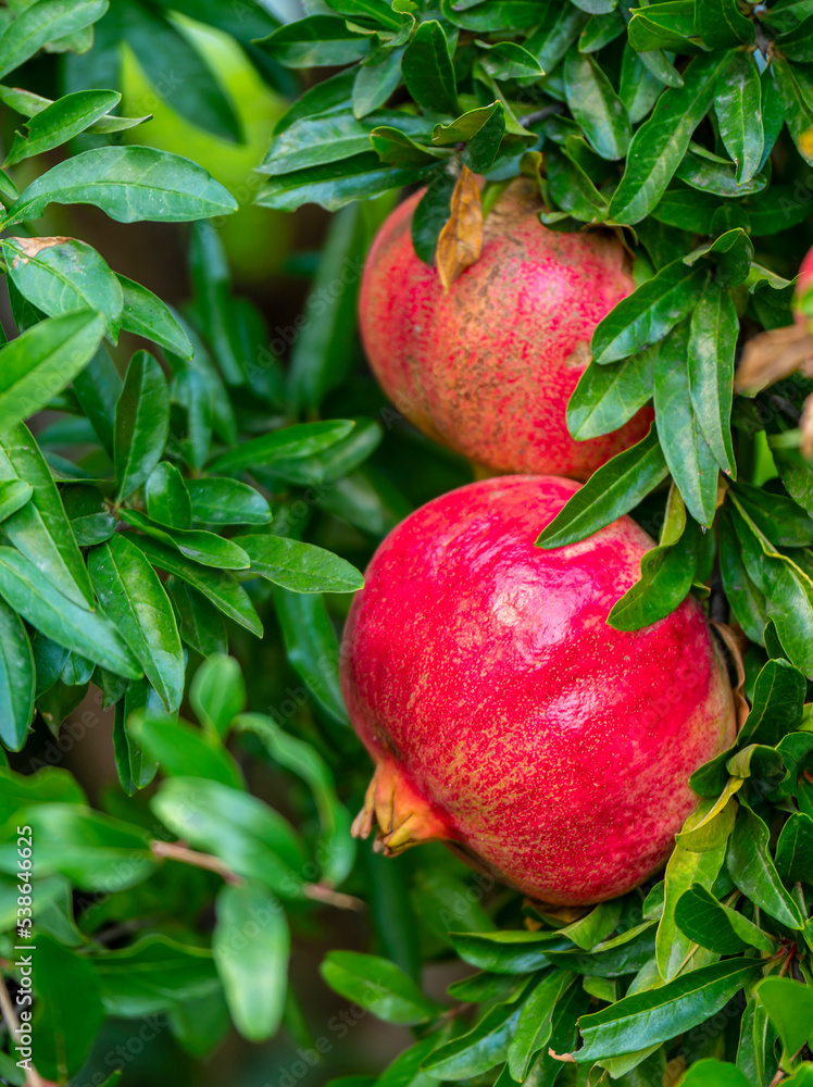 Pomegranate fruits hang among the green leaves. Pomegranate fruits hang among the green leaves.